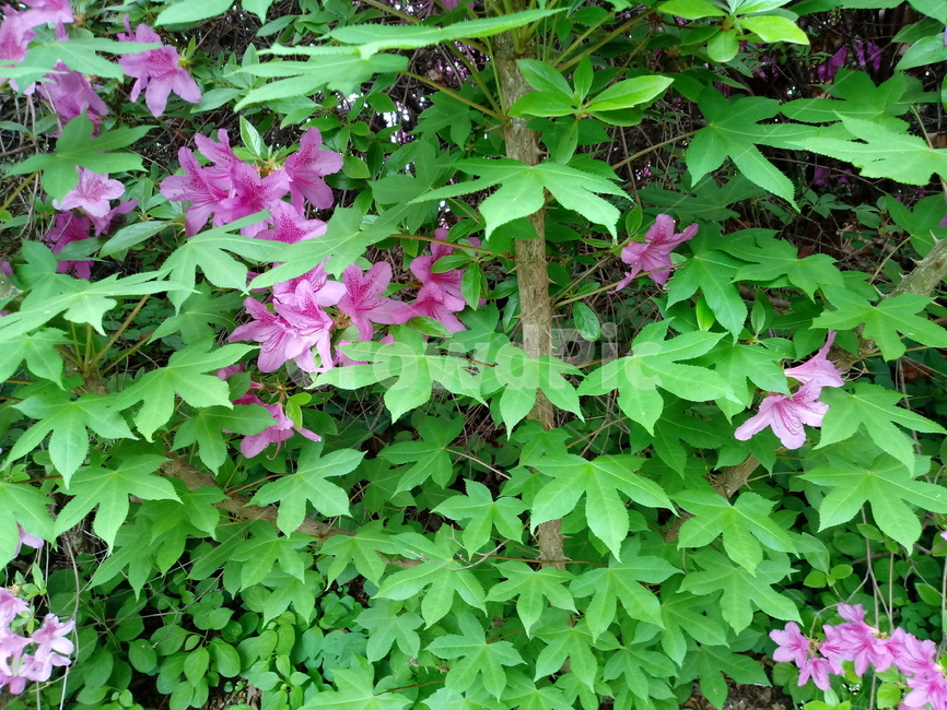 철쭉,smilerosebay,진달래과,식물,봄꽃,개꽃나무,springseasonflower,척촉화,낙엽관목,관상용,엄나무