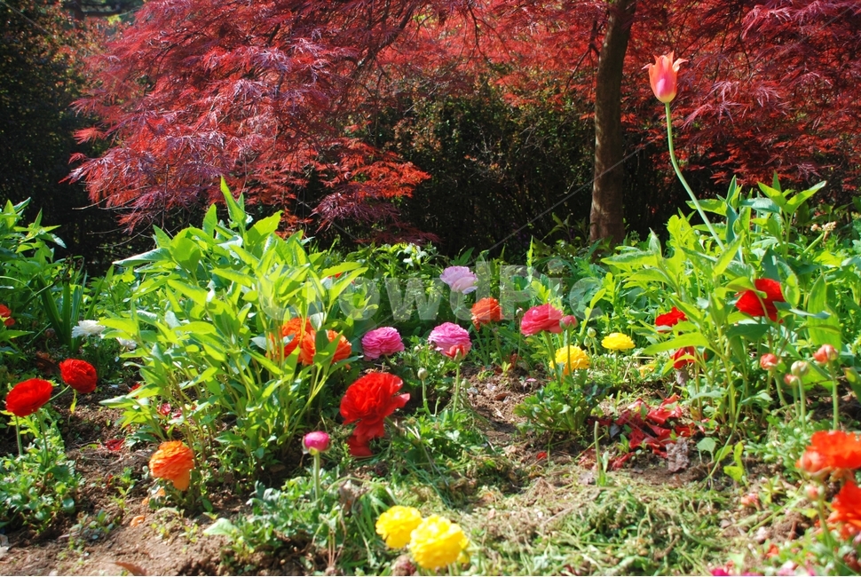 꽃,봄,튤립,식물,자연,봄,계절,spring,season,식물,자연,plants,nature,꽃,flower,plant,leaf,잎