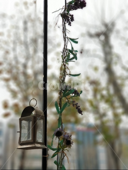 넝쿨,흐린날씨,꽃,등,촛등