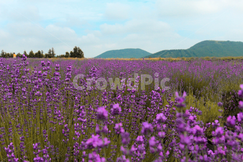 라벤더,꽃,꽃밭,산,자연,풍경,자연,풍경,nature,landscape,식물,plants,꽃,flower
