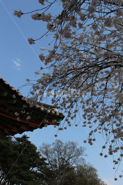 하늘,한국적,건축,건축물,벚꽃,cherryblossom
