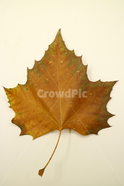 낙엽,가을,나뭇잎,잎,잎사귀,오브젝트,누끼,계절,식물,자연,낙엽잎,fallenleaves,deadleaves,가을낙엽,가을,계절,fall,autumn,season,leaf,plant,tree,나무