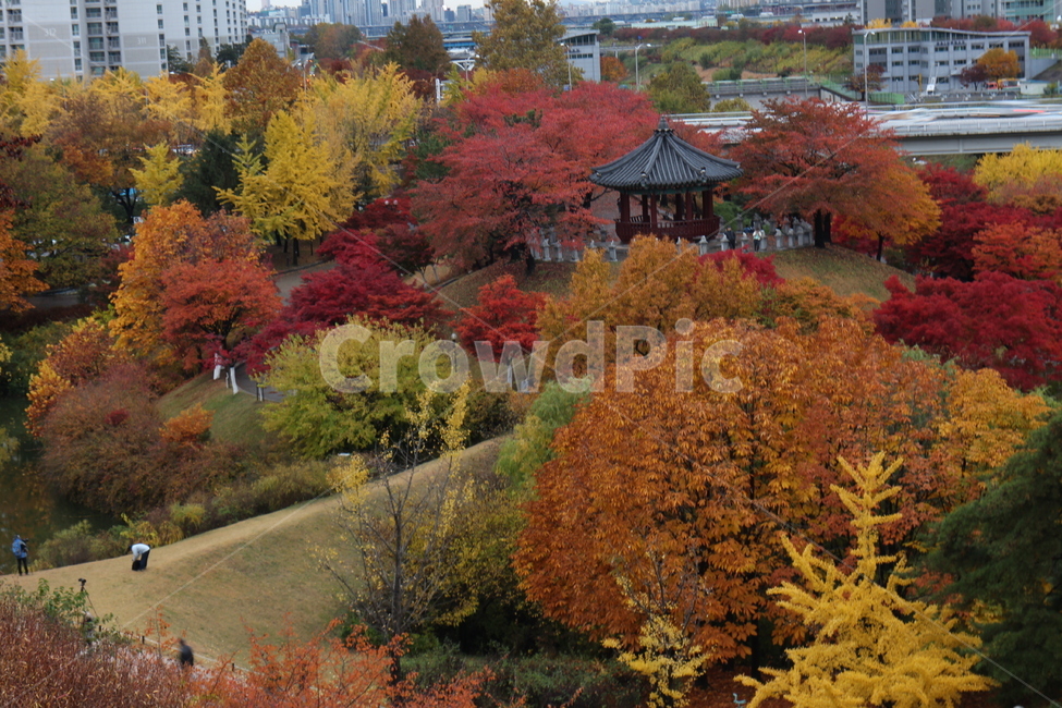 올림픽공원,가을,단풍,koreanlandscape,은행잎