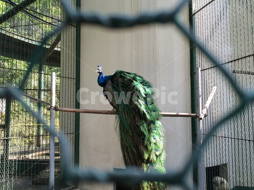 공작새,동물원,새장,울타리,공작,peacock,해외,외국,세계,foreign,oversea,world,조류,새,birds