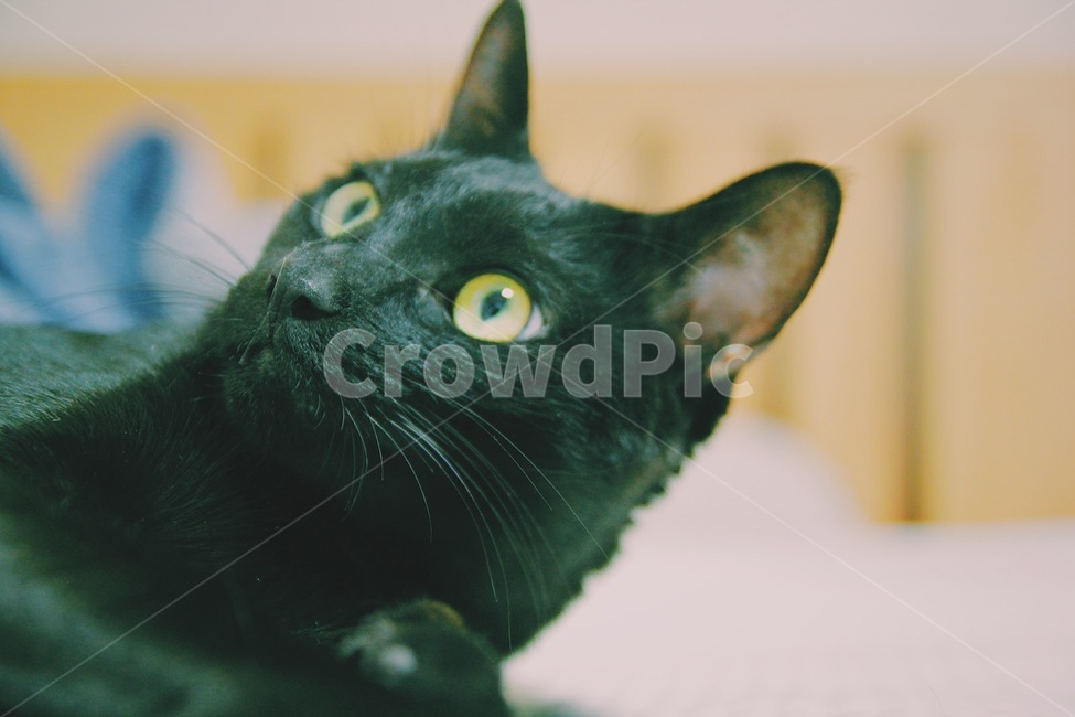 검은고양이,동물,고양이,blackcat,cat,포유류,animal,pet,mammal,동물,animal,포유류,mammal,고양이,cat,kitten,kitty