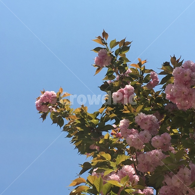 꽃,분홍꽃,flower,pink,pinkflower,핑크색꽃