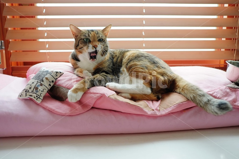 고양이,야옹이,반려동물,애완동물,포유류,동물,animal,포유류,mammal,고양이,cat,kitten,kitty