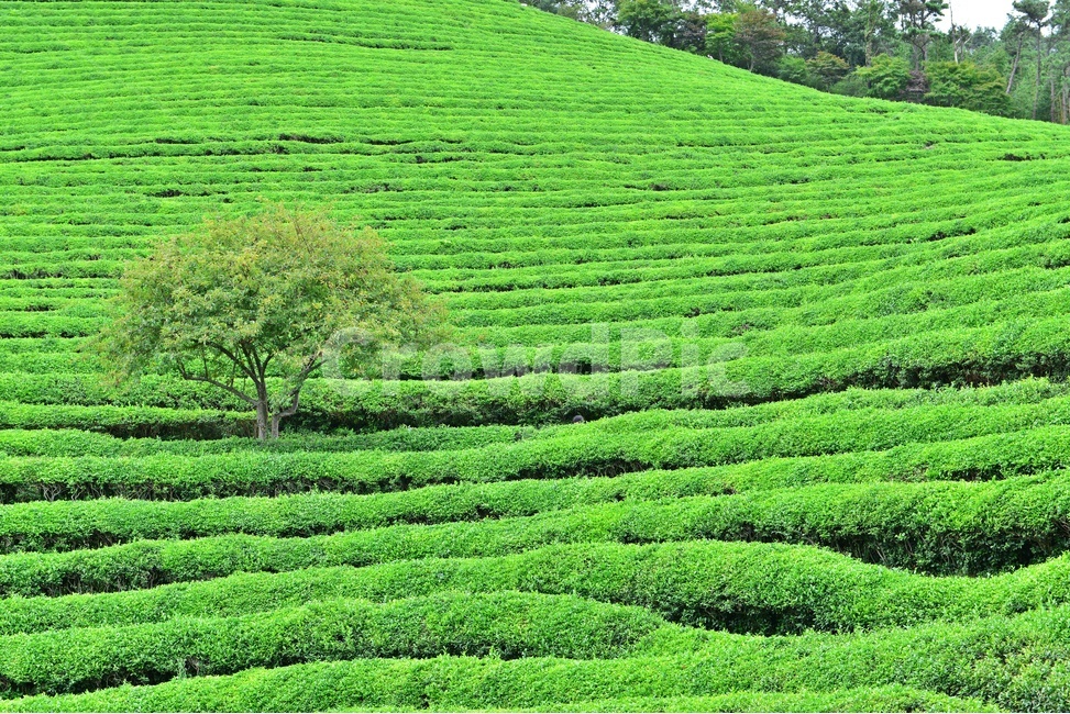 전남,보성,대한다원,녹차밭,녹차잎,연두색,차밭,outdoors,옥외,nature,자연,초록,green,여름,계절,자연,풍경,nature,landscape,한국자연풍경,한국자연경관,korea nature landscape