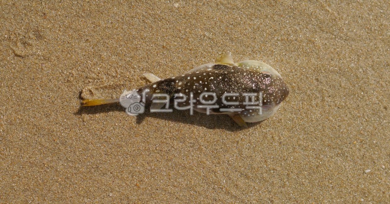 물고기,fish,해양생물,복어,새끼복어,헤변,바다,바닷가