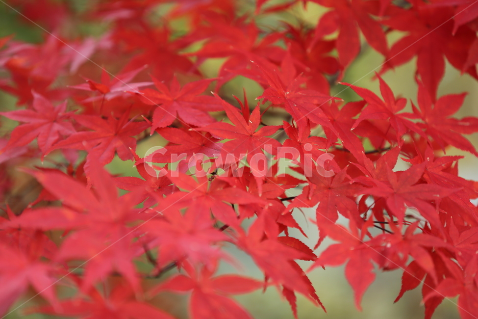 단풍,단풍나무,가을,붉은나무,홍단풍,가을,계절,fall,autumn,season,plant,식물,leaf,잎,tree,나무
