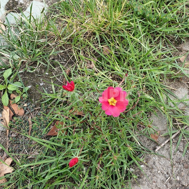 ground,바닥,plant,식물,꽃,식물,자연,plants,nature,꽃,flower