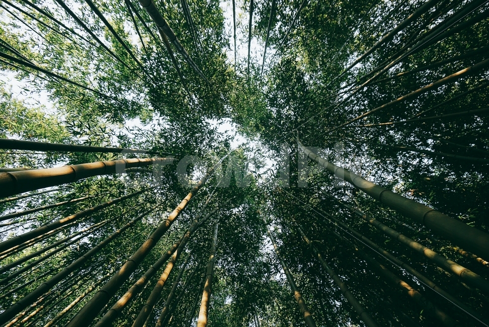 여행,travel,여행사진,국내여행,혼자여행,사진,담양,담양여행,배경사진,배경,이쁜사진,색감,색감좋은사진,죽녹원,대나무,대나무숲,하늘,푸름,올곧음,자연,풍경,nature,landscape,휴식,힐링,rest,relaxation,healing,plant,식물