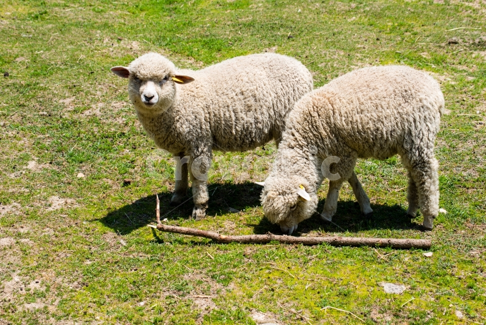목장,동물,양,farm,animals,sheep,동물,animal,포유류,mammal,산업,industry,industrial,목축업,목장,livestock farming,ranching,pasture