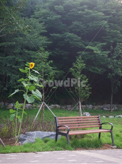 나무벤치,해바라기,공원,park,sunflower,woodenbench,감성