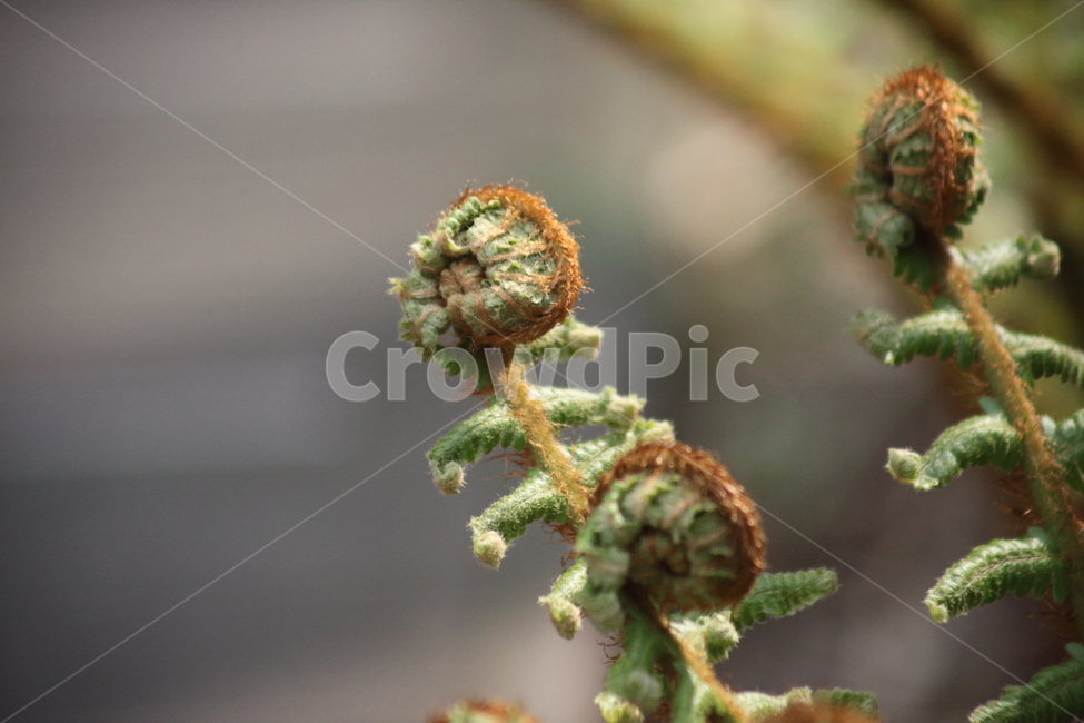 관중,고사리,양치식물,shieldfern,woodfern,양치류
