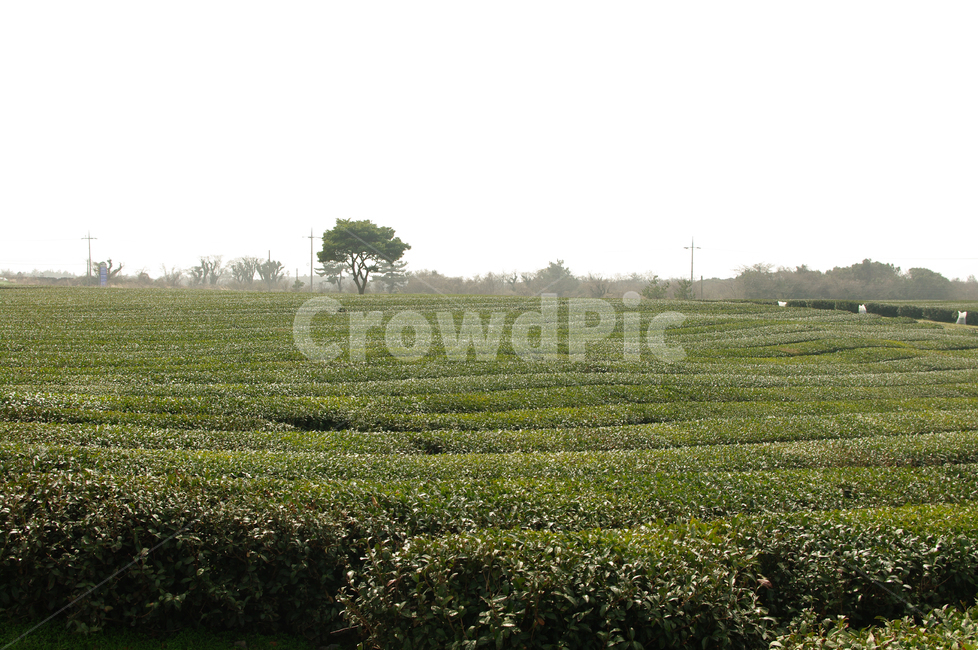 나무,녹차,밭,초록,잎,자연,풍경,nature,landscape,outdoors,옥외