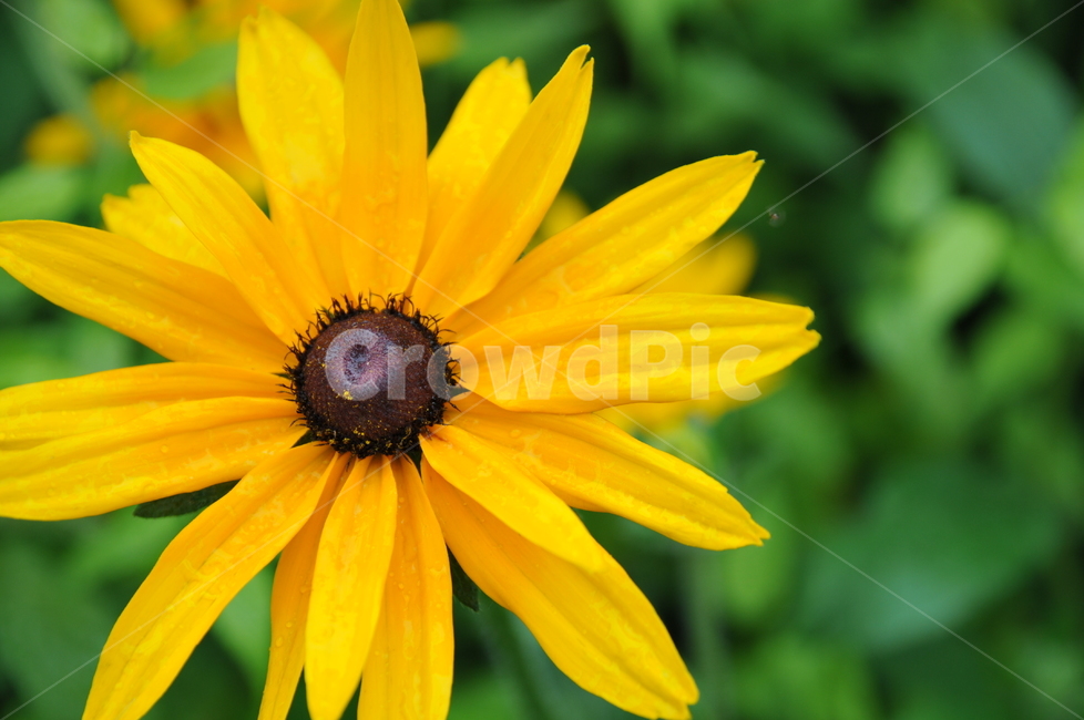 꽃,flower,근접촬영,들꽃,삼각산,식물,자연,plants,nature,꽃,flower