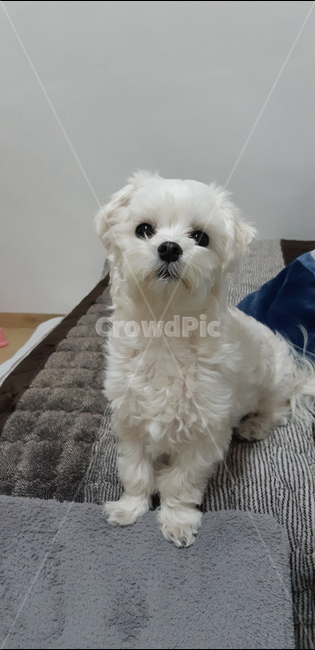 강아지,말티즈,몰티즈,귀여운,dog,포유류,동물,개,pet,animal
