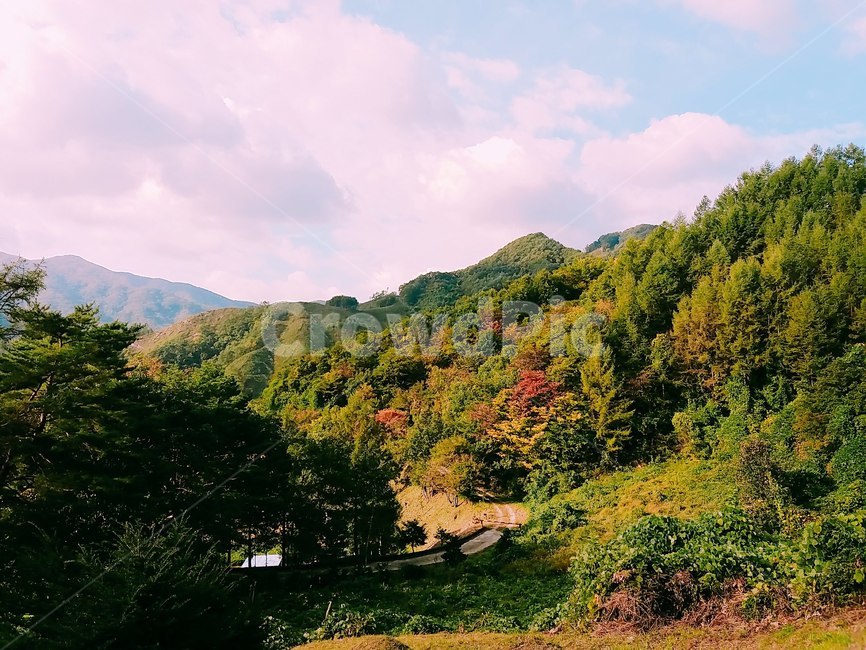 단풍,가을,길,자연,nature,outdoors
