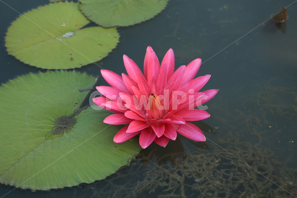 연꽃,관곡지,연꽃테마파크,아침연꽃,연밭,연잎,식물,자연,plants,nature,꽃,flower