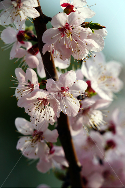 살구나무꽃,봄꽃,한국자연,꽃,꽃사진,플라워,flower,봄,spring,식물,plants,자연,nature,풍경,landscape,계절,season,snap,스냅,접사,macro,closeup,클로즈업,감성사진,감성,힐링,healing,느낌,feel,feeling,꽃밭,화단,나무,나뭇가지,tree,꽃봉오리,4월,April,살구나무,봄,계절,spring,season,식물,자연,plants,nature,꽃,flower,plant
