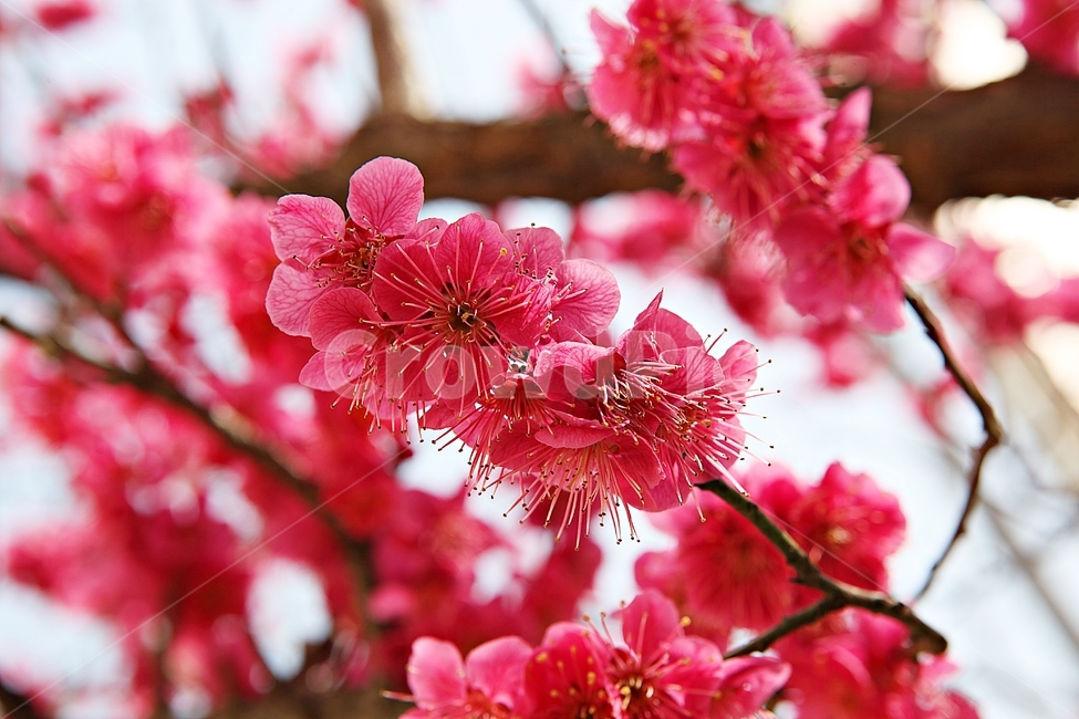홍매화,매화,매화꽃,봄꽃,꽃,꽃잋,식물,자연,공원,봄,식물,자연,plants,nature,꽃,flower