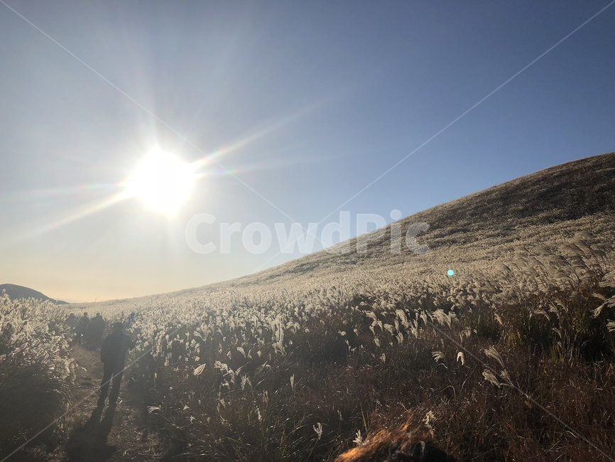 제주도,오름,억새,하늘,해질녘,가을,자연,역광,가을,계절,fall,autumn,season,자연,풍경,nature,landscape,flare,플레어,light,빛,sunlight,햇빛