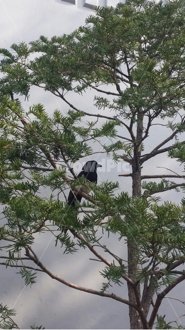 bird,새,animal,동물,까치,나무,하늘,자연,풍경