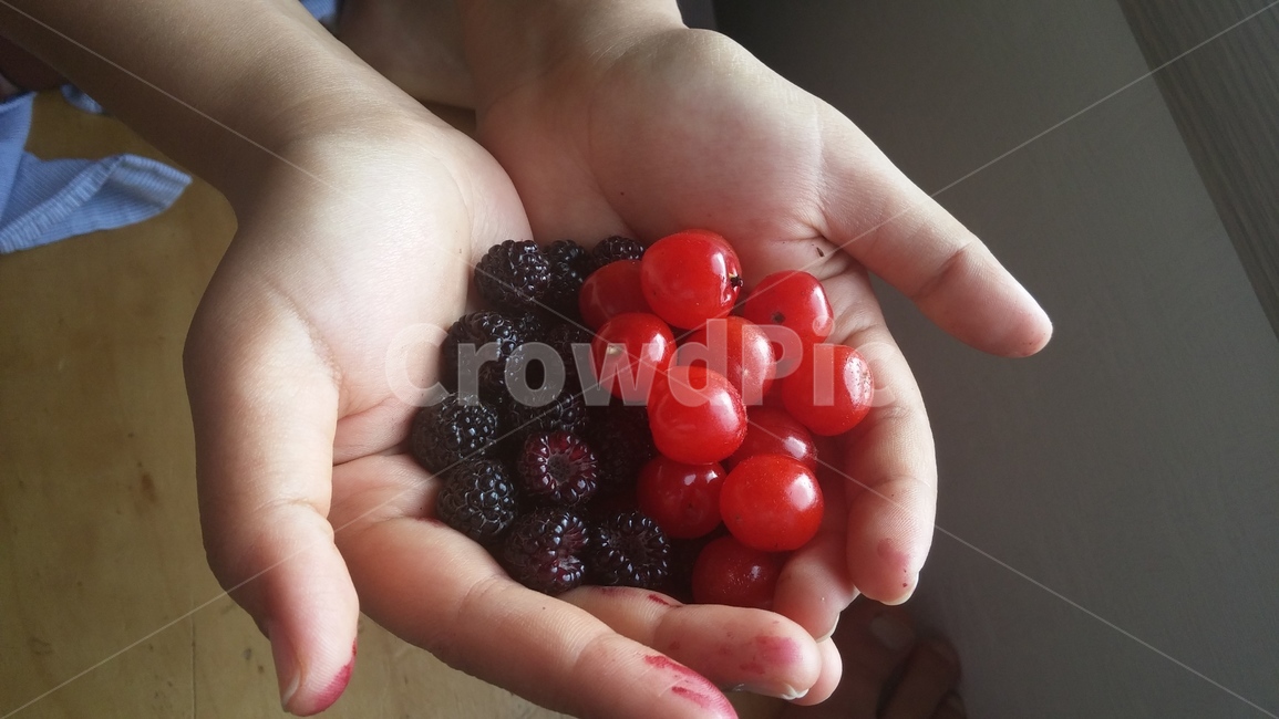 산딸기,식물,손,사람손,여자손,과일,여름과일,raspberry,plant,hand,fruit