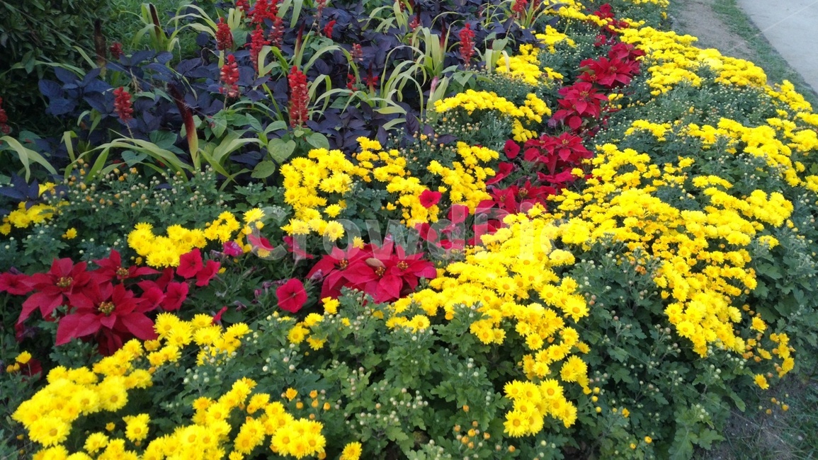 꽃,식물,flower,이쁘다,화려한,화려한