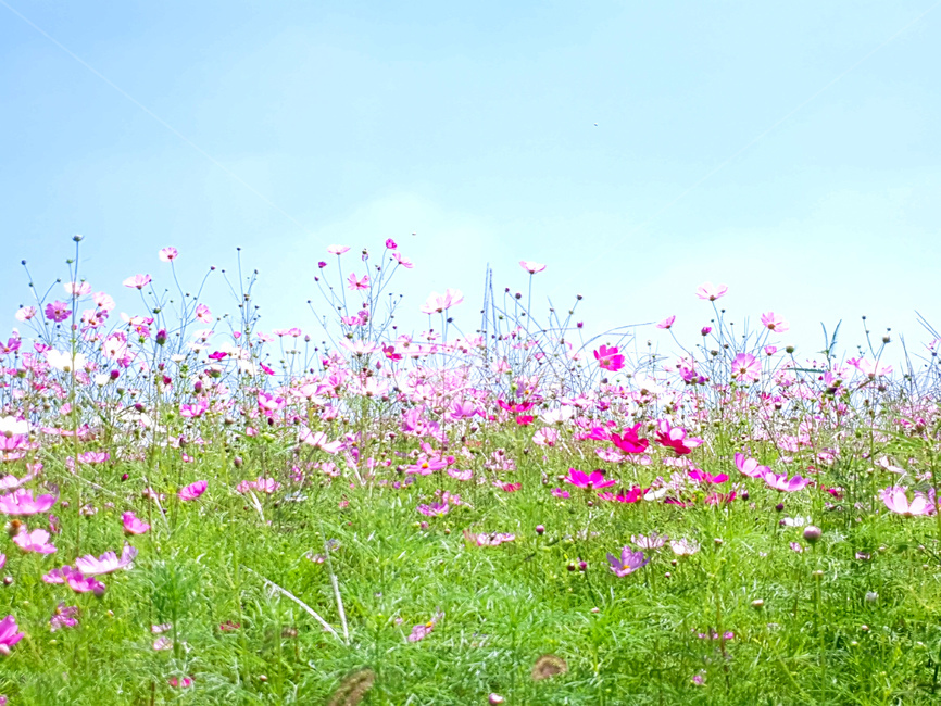 코스모스,꽃,풍경,가을,핑크,가을,계절,fall,autumn,season,식물,자연,plants,nature,꽃,flower,grassland,목초지,outdoors,옥외,field,들