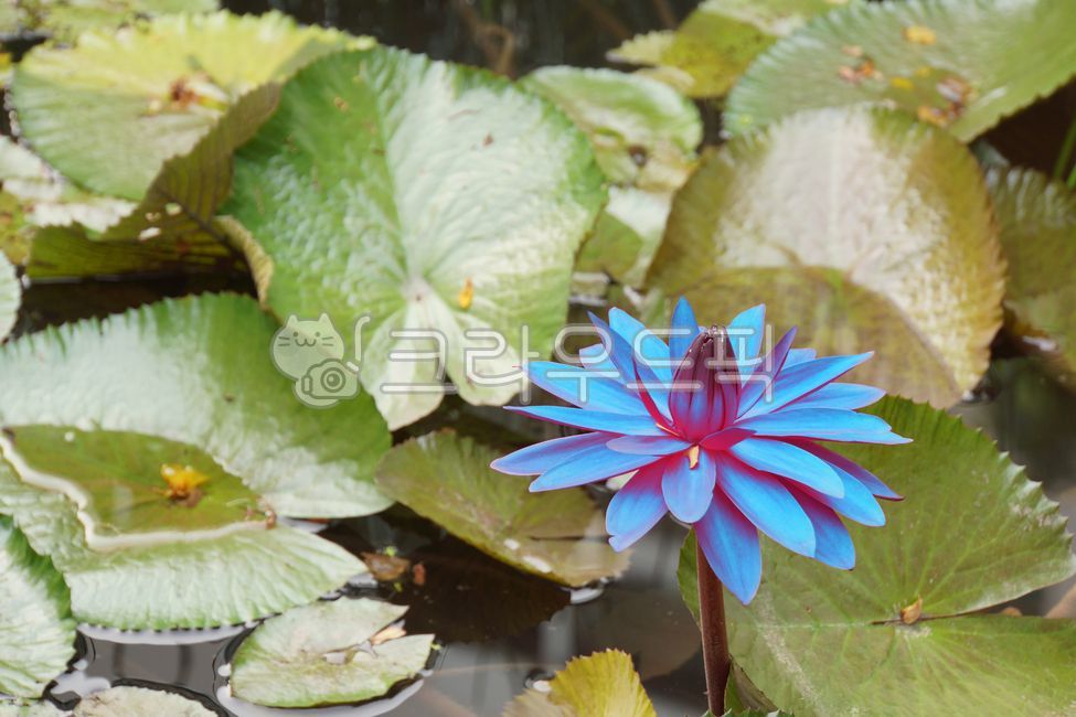 연,연꽃,수련,열대연,열대식물,수생식물,lotus,lotusflower