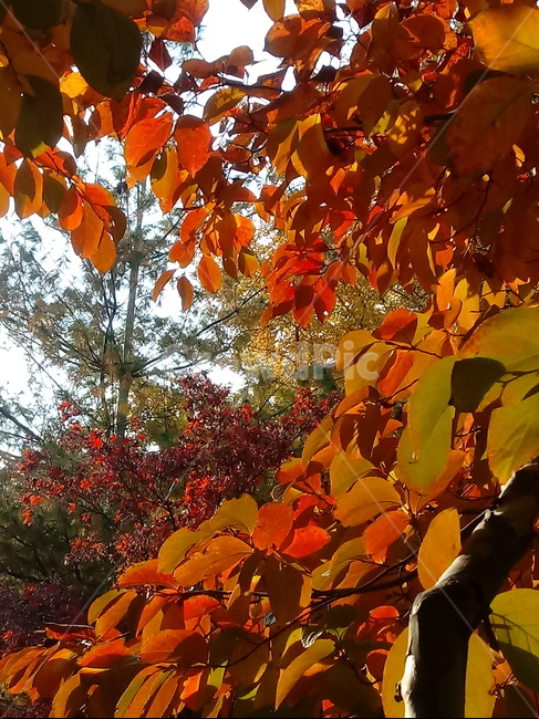 가을,단풍,낙엽,maple,plant,식물,단풍나무,단풍잎,leaf,잎,tree,나무,계절,fallautumnseason,가을단풍,자연,풍경,경치,가을,계절,fall,autumn,season,식물,자연,plants,nature,나무,trees,wood