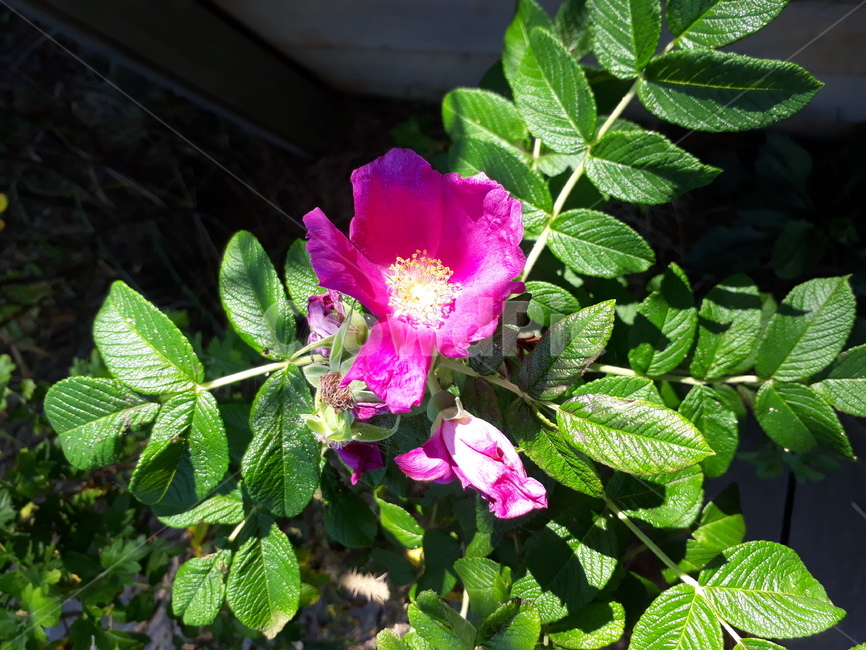 해당화,야생화,꽃,식물,자연,분홍색,rugosarose,wildflower,plant,nature,pink