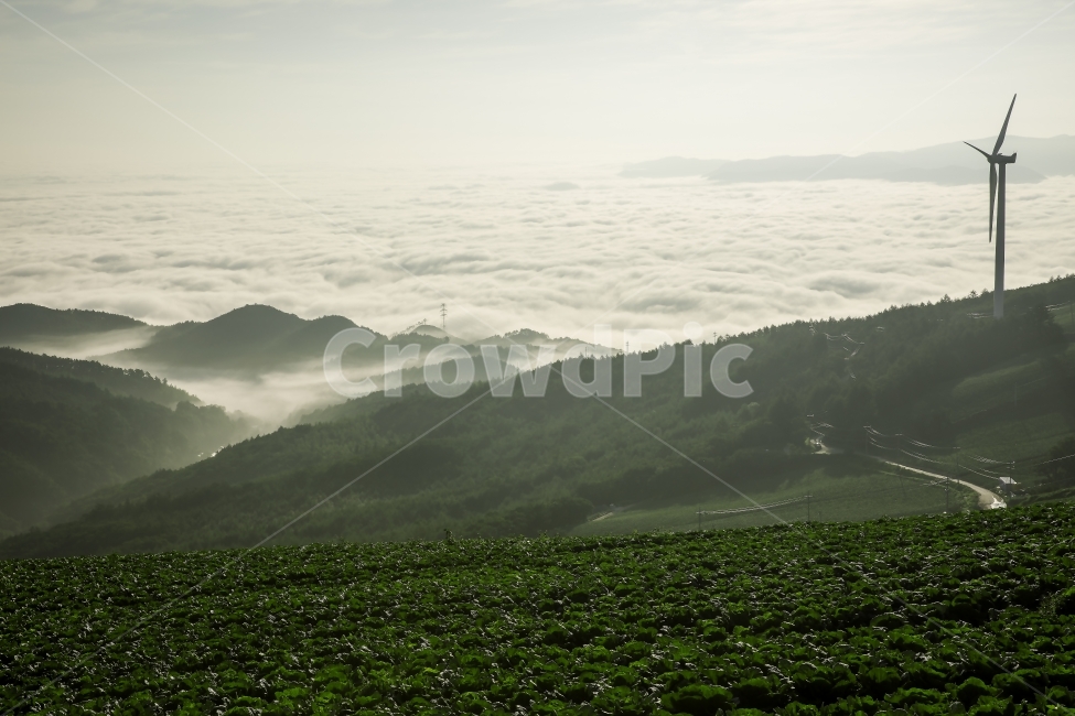 운해,산,일출,구름,강원도,새벽,배추밭,풍력발전기,언덕,골짜기,자연,풍경,nature,landscape,한국자연풍경,한국자연경관,korea nature landscape,outdoors,옥외