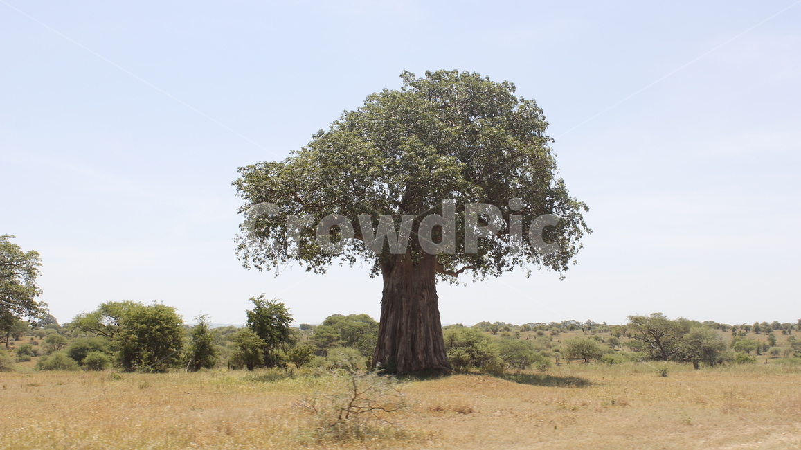 plant,식물,tree,나무,nature,자연,outdoors,옥외,field,들,savanna,대초원,treetrunk,나무줄기,바오밥나무,바오밥