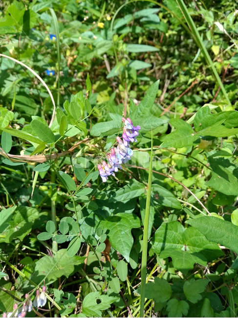 야생화,wildflower,들꽃,들풀,나뭇잎,leaf,식물,자연,plants,nature,꽃,flower