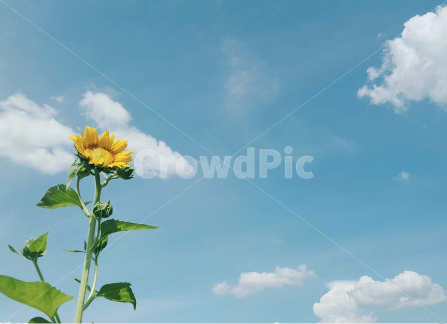 하늘,구름,여름,해바라기,노랑,감성사진,꽃,여름,계절,summer,season,가을,fall,autumn,식물,자연,plants,nature,꽃,flower,감성,sensible,feeling,색깔,색상,색채,색감,color sense,color sensitivity,feeling of color,plant,blossom