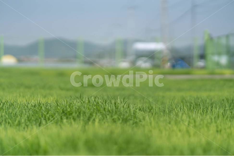 여름,모내기,자연,풍경,쌀,농사,풀,논,논밭,자연,풍경,nature,landscape,식물,plants,plant,grass,잔디