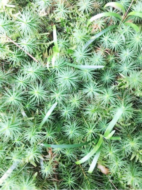 plant,식물,moss,이끼,자연,풀,nature,green,초록식물,초록