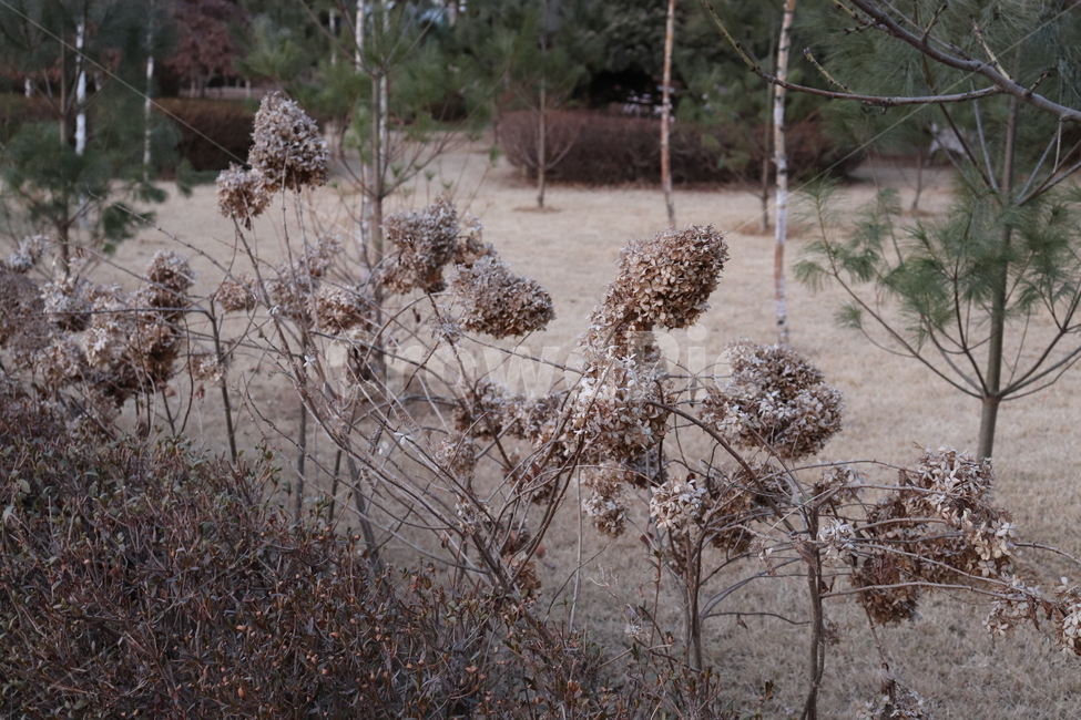 꽃,flower,감성,plant,식물