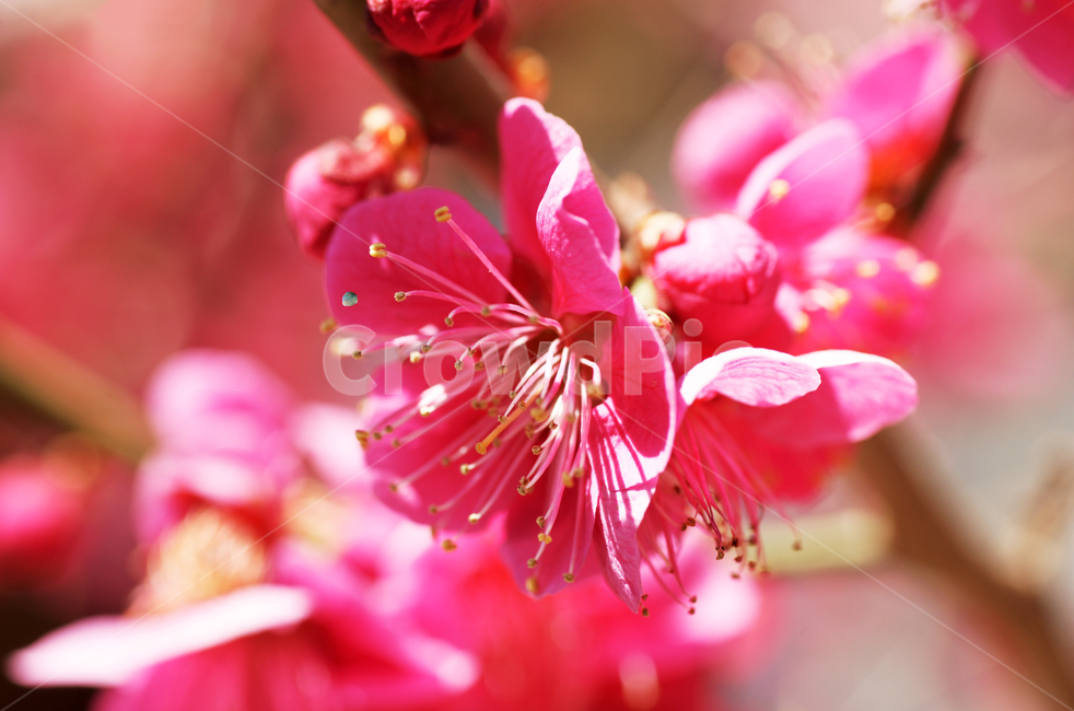 홍매화,매화,붉은색,봄,계절,봄,계절,spring,season,식물,자연,plants,nature,꽃,flower,plant