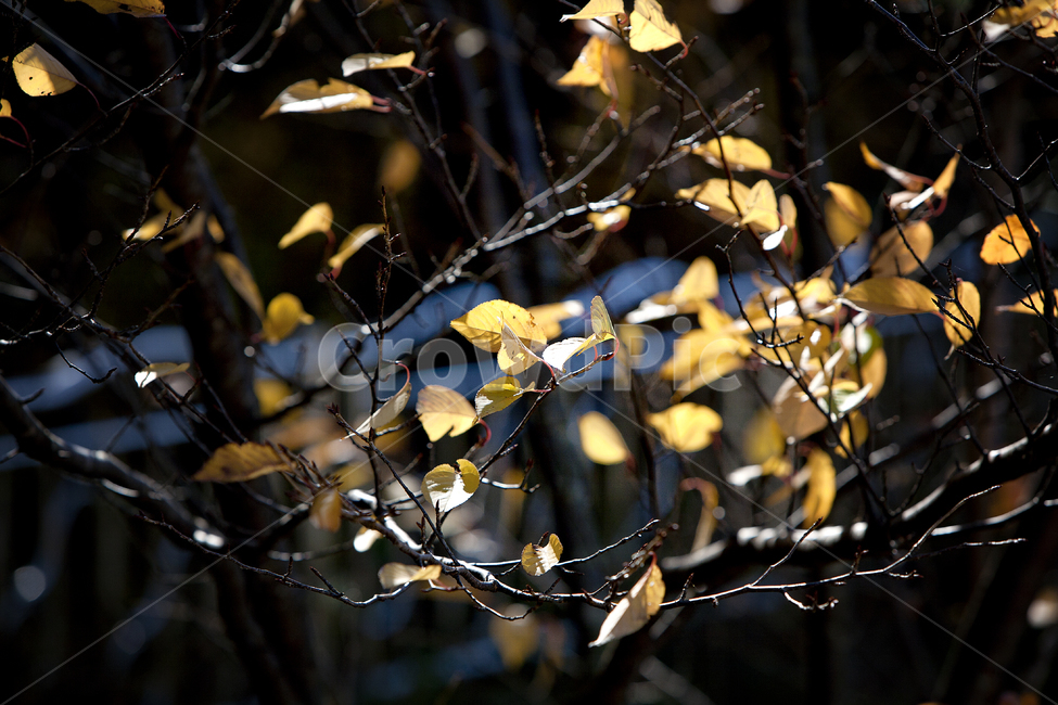 단풍,풍경,가을,나뭇잎,자연,가을,계절,fall,autumn,season,식물,자연,plants,nature,leaf,잎,plant,tree,나무