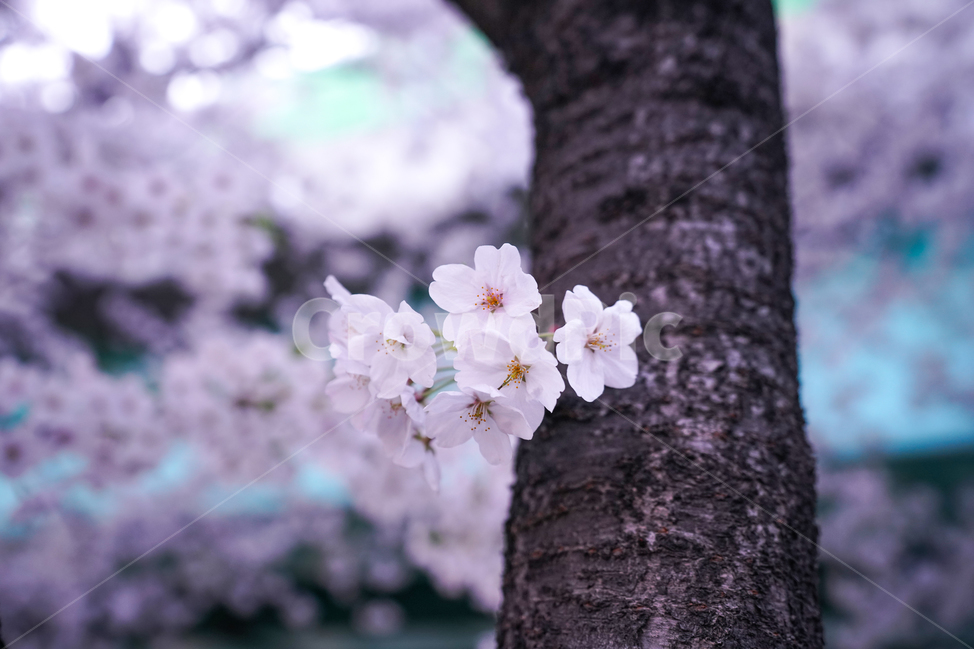 야경,벚꽃나무,벚꽃,cherryblossom,야화,nightview,blossom,벚꽃길,봄,계절,spring,season,식물,자연,plants,nature,꽃,flower,plant,cherry blossom
