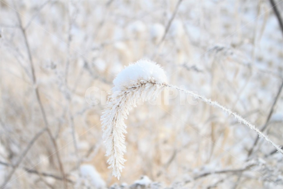 nature,자연,outdoors,강아지풀,겨울,눈,겨울,계절,winter,season,식물,자연,plants,nature