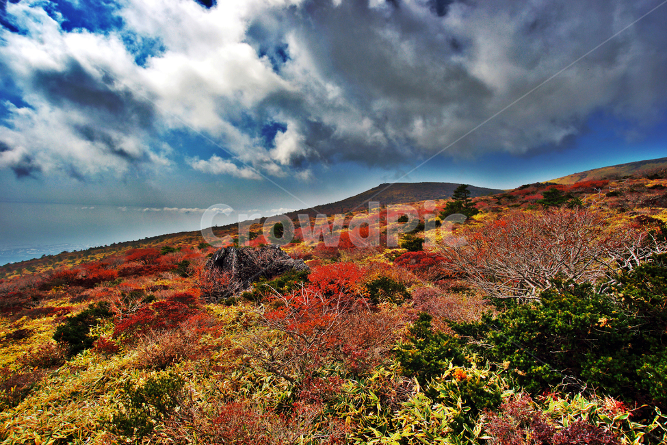 단풍,가을,한라산,제주,자연,구름,명산,가을,계절,fall,autumn,season,자연,풍경,nature,landscape,제주도,jeju,jeju island,outdoors,옥외,plateau,고원