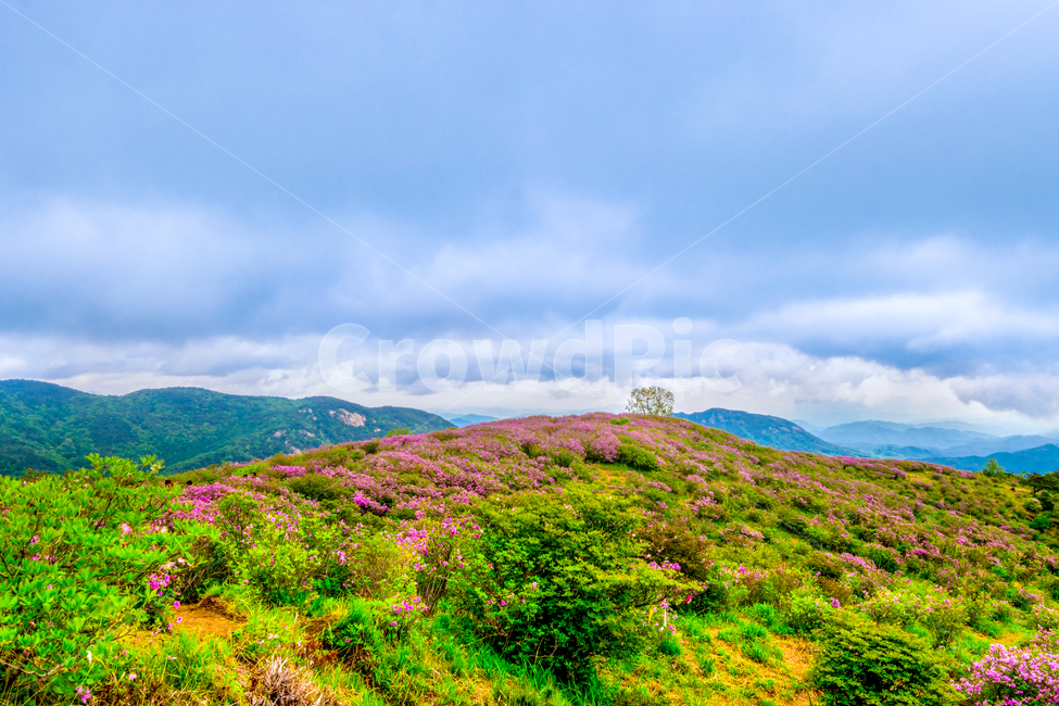 황매산,철죽,꽃,봄,산,합천군,풍경,봄,계절,spring,season,자연,풍경,nature,landscape,outdoors,옥외