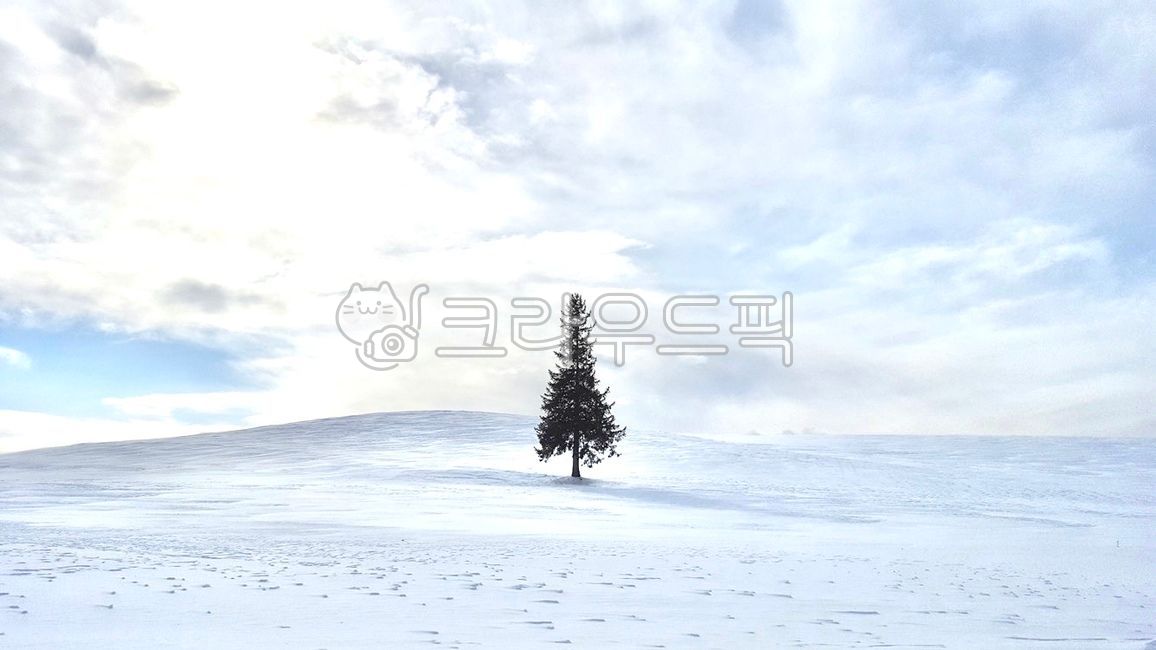 나무,tree,삿포로,겨울,눈,winter,snow,왕따나무,일본,감성사진,겨울감성,겨울배경
