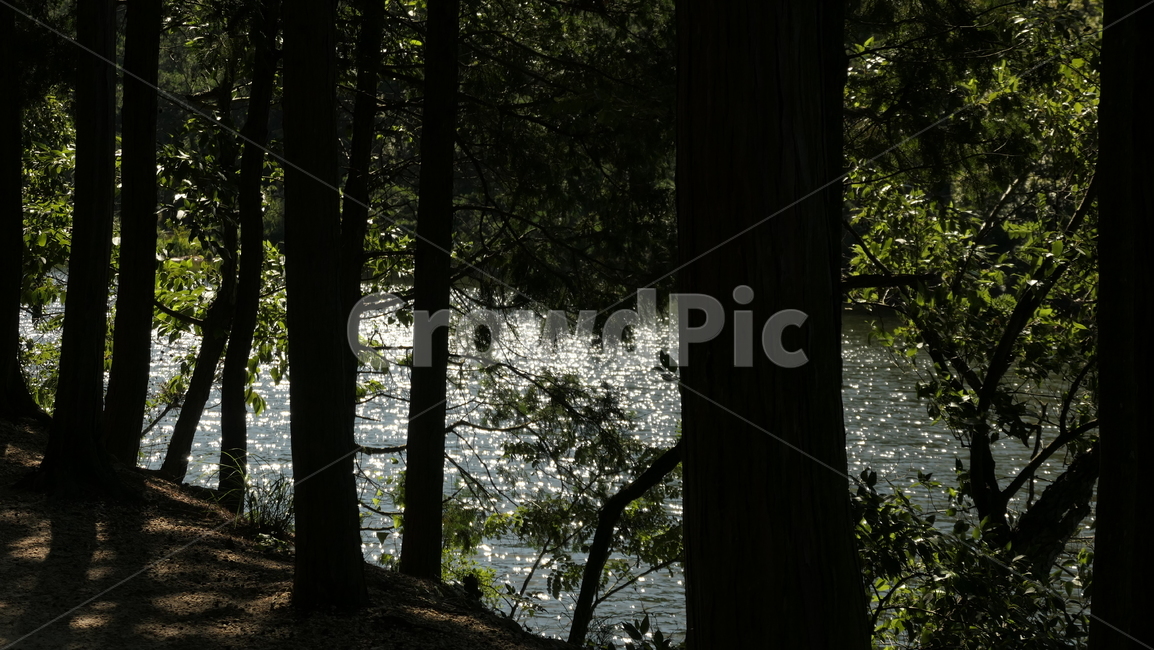 숲,tree,나무,plant,식물,강,자연,힐링,편안함,저수지,빛,햇빛