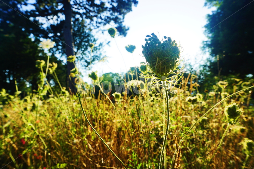 plant,식물,하트모양,씨앗,꽃,정원,공원,초록,역광,꽃밭,빛